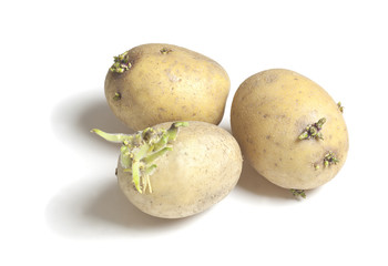 Potatoes sprouts isolated on white background