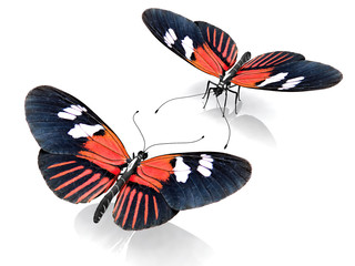 les papillons © NJ