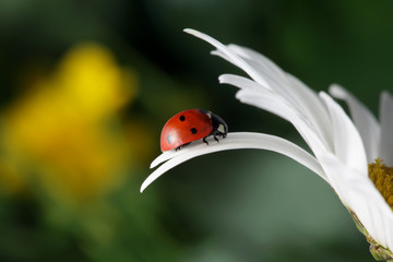 red ladybug on flower petal