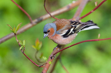 The chaffinch in the spring