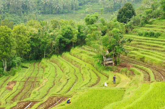 Indonesia, Bali, Rice terraces