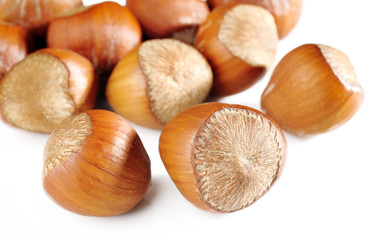 hazelnuts on white background