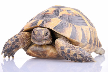 tortue sur fond blanc