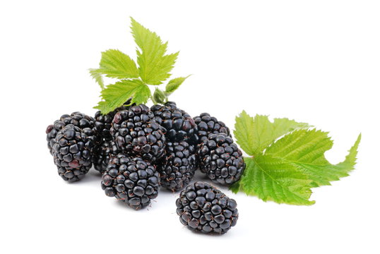 brombeeren - dewberry