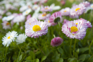 meadow of daisies
