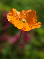 Fototapeta premium mak