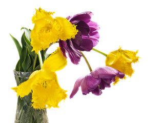 beautiful colorful yellow and purple tulips bouquet isolated