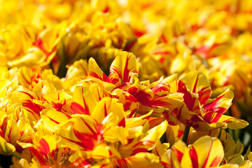 Fototapeta na wymiar Yellow double tulips
