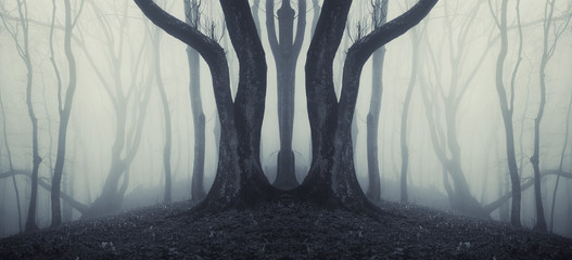 Fototapeta premium big trees in a mysterious forest with fog after rain