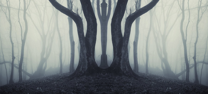 Fototapeta big trees in a mysterious forest with fog after rain