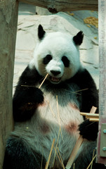 Fototapeta premium panda