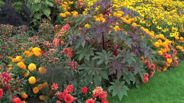 Ricin commun (Ricinus communis) avec un oiseau