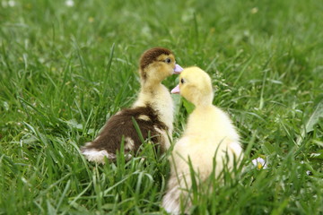 Yellow and brown ducklings on grass