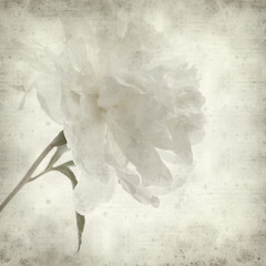 textured old paper background with white peony