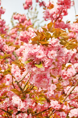 Japanese cherry with blossom