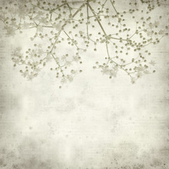 textured old paper background with black elder flowers