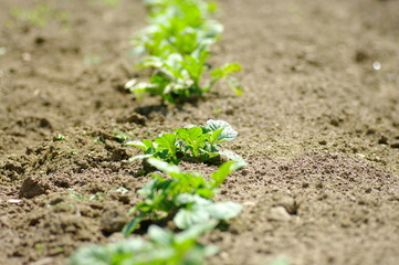 野菜