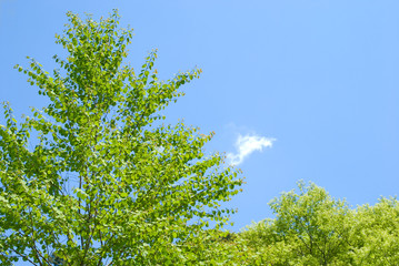 カツラの新緑と青空