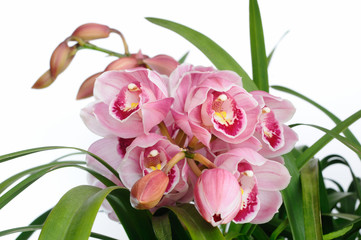 シンピジューム