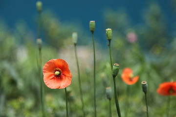 ナガミヒナゲシ