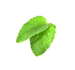 mint leaf