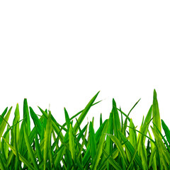 Isolated green grass on white background