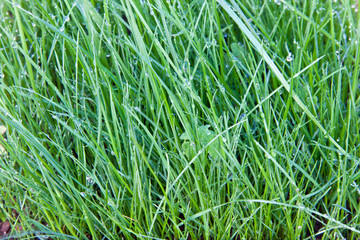 herbes