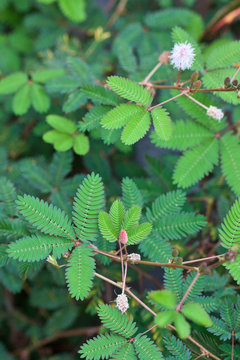 sensitive, mimosa pudica, plante m&eacute;dicinale