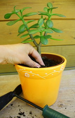Rempoter  une plante