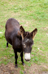 Fototapeta premium Donkeys grazing