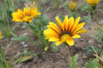 黄色のデイジー