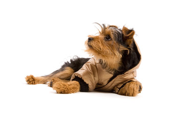 Yorkshire Terrier