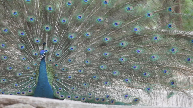 peacock