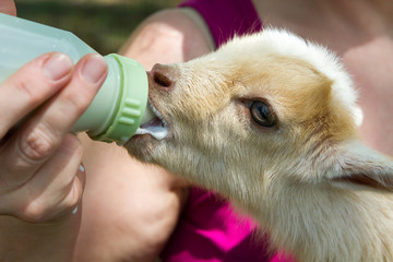 Bottle Feeding Baby Goat