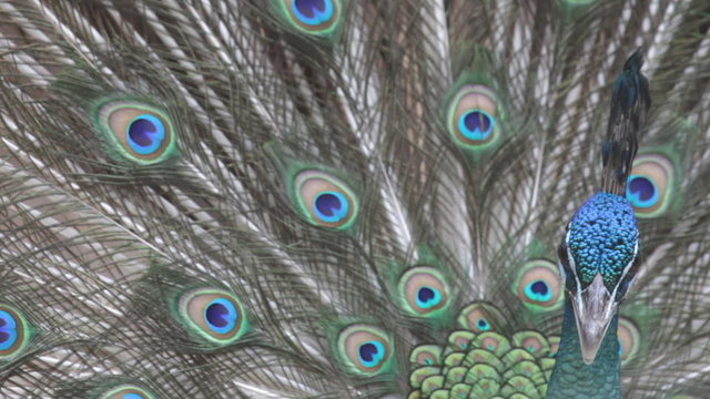 peacock