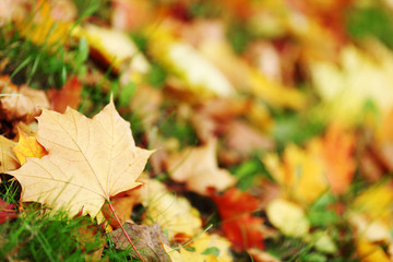 autumn leaves close up