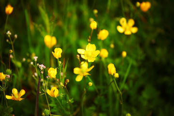 Obraz premium buttercup