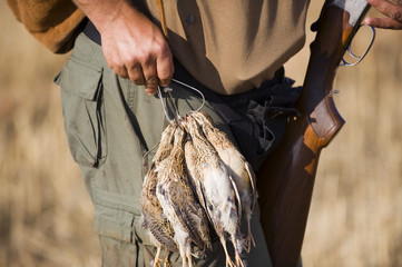 quail hunting
