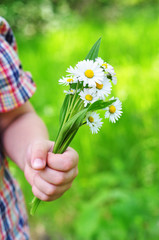 Fototapeta na wymiar Bouquet of daisies in a child's hand