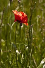Fototapeta premium fleurs des champs
