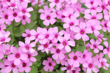 ムラサキカタバミの花