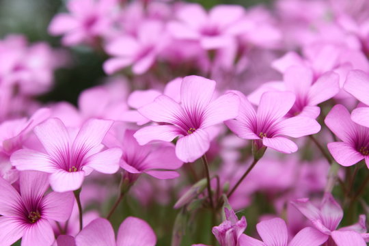 ムラサキカタバミの花