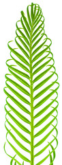 palme de palmier sagoutier