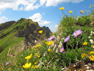 Bergblumen am Hang