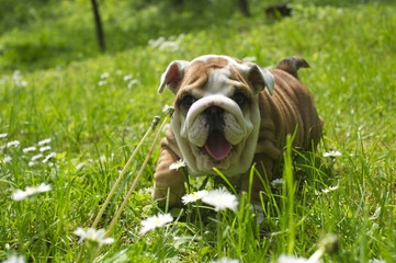 English Bulldog puppy