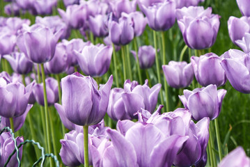 violet spring tulips