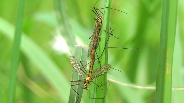 Schnaken - Tipulidae - bei der Paarung