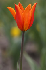 Carroty tulip flower