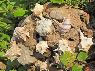 caracolas