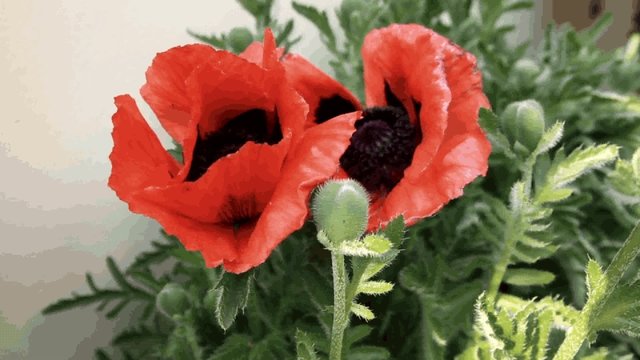 Mohnblumen
